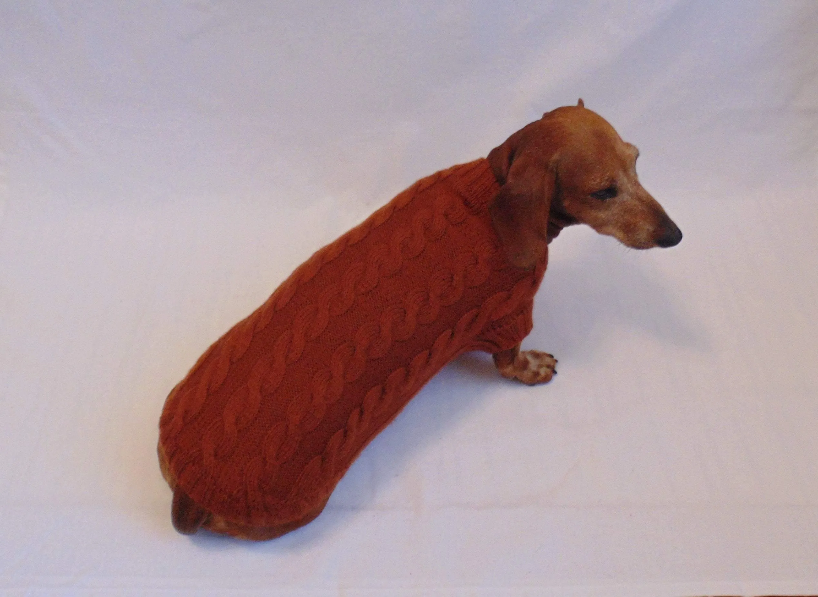 Brown knitted sweater for dachshund dog