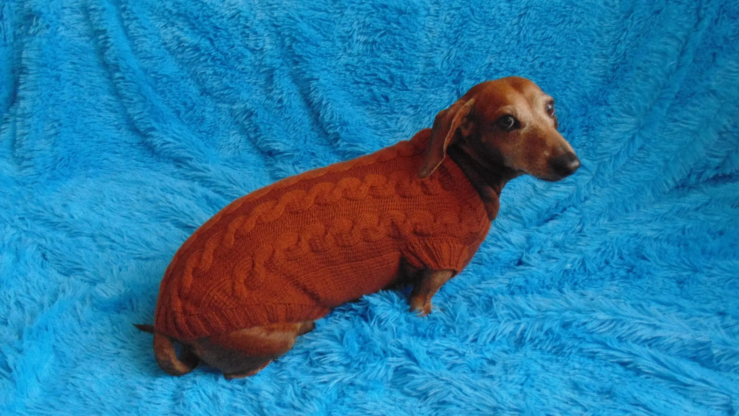 Brown knitted sweater for dachshund dog